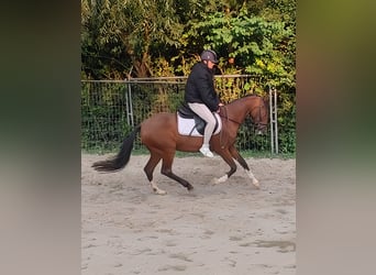 Meer ponys/kleine paarden, Merrie, 15 Jaar, 148 cm, Bruin