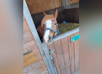 Meer ponys/kleine paarden, Merrie, 16 Jaar, 120 cm, Rood schimmel