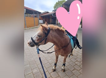 Meer ponys/kleine paarden, Merrie, 16 Jaar, 120 cm, Rood schimmel