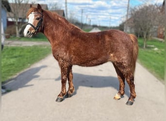 Meer ponys/kleine paarden, Merrie, 16 Jaar, 121 cm, Vos