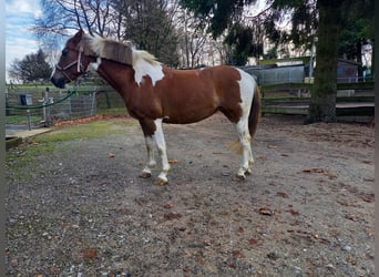 Meer ponys/kleine paarden, Merrie, 16 Jaar, 145 cm, Gevlekt-paard