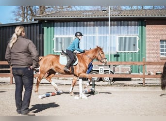 Meer ponys/kleine paarden, Merrie, 16 Jaar, 147 cm, Vos
