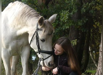 Meer ponys/kleine paarden Mix, Merrie, 16 Jaar, 158 cm, Schimmel