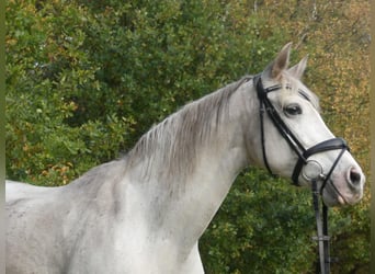 Meer ponys/kleine paarden Mix, Merrie, 16 Jaar, 158 cm, Schimmel