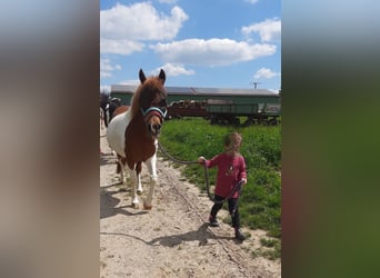 Meer ponys/kleine paarden, Merrie, 17 Jaar, 124 cm, Gevlekt-paard