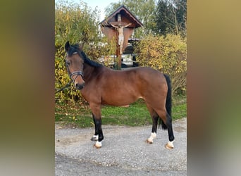 Meer ponys/kleine paarden, Merrie, 17 Jaar, 125 cm, Bruin