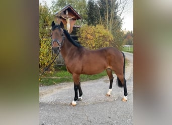 Meer ponys/kleine paarden, Merrie, 17 Jaar, 125 cm, Bruin