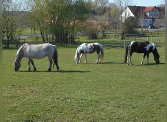 Meer ponys/kleine paarden, Merrie, 17 Jaar, 140 cm, Grullo