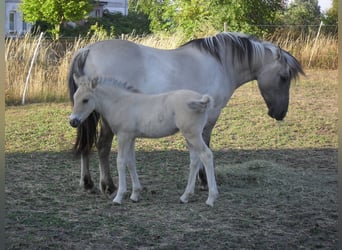 Meer ponys/kleine paarden, Merrie, 17 Jaar, 140 cm, Grullo