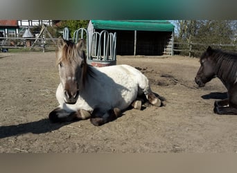 Meer ponys/kleine paarden, Merrie, 17 Jaar, 140 cm, Grullo