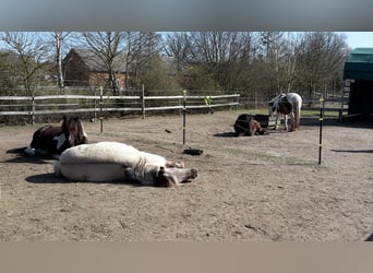 Meer ponys/kleine paarden, Merrie, 17 Jaar, 140 cm, Grullo