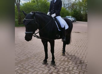 Meer ponys/kleine paarden Mix, Merrie, 18 Jaar, 140 cm, Zwart