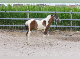 Meer ponys/kleine paarden Mix, Merrie, 1 Jaar, 142 cm, kan schimmel zijn