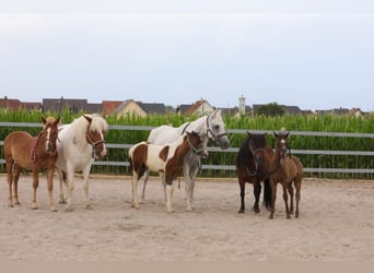 Meer ponys/kleine paarden Mix, Merrie, 1 Jaar, 142 cm, kan schimmel zijn