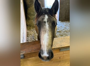 Meer ponys/kleine paarden Mix, Merrie, 1 Jaar, 147 cm, Buckskin