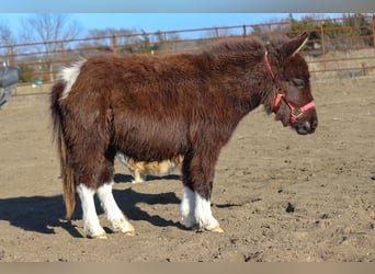 Meer ponys/kleine paarden, Merrie, 1 Jaar, 79 cm