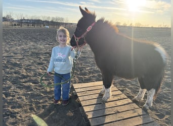 Meer ponys/kleine paarden, Merrie, 1 Jaar, 79 cm