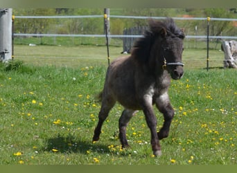 Meer ponys/kleine paarden, Merrie, 1 Jaar, 90 cm, Appaloosa