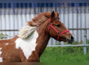 Meer ponys/kleine paarden, Merrie, 24 Jaar, 135 cm, Gevlekt-paard
