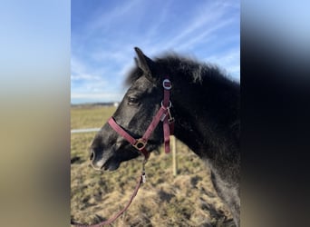 Meer ponys/kleine paarden Mix, Merrie, 3 Jaar, 128 cm, Zwart