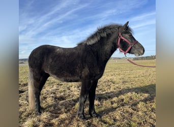 Meer ponys/kleine paarden Mix, Merrie, 3 Jaar, 128 cm, Zwart