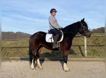 Meer ponys/kleine paarden, Merrie, 3 Jaar, 144 cm, Donkerbruin