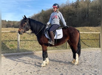 Meer ponys/kleine paarden, Merrie, 3 Jaar, 144 cm, Donkerbruin