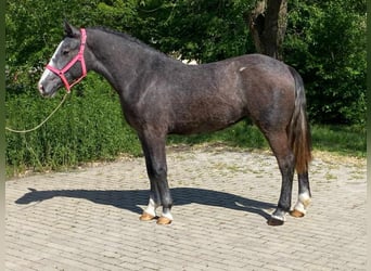 Meer ponys/kleine paarden, Merrie, 3 Jaar, 147 cm, Brauner