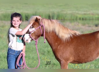Meer ponys/kleine paarden, Merrie, 3 Jaar, 97 cm, Roodvos