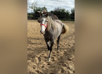 Meer ponys/kleine paarden, Merrie, 3 Jaar, Schimmel