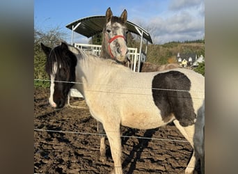 Meer ponys/kleine paarden, Merrie, 3 Jaar, Schimmel