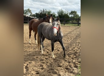 Meer ponys/kleine paarden, Merrie, 3 Jaar, Schimmel