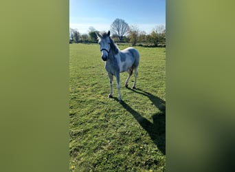 Meer ponys/kleine paarden, Merrie, 4 Jaar, 124 cm, Gevlekt-paard