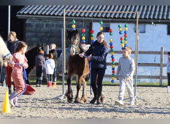 Meer ponys/kleine paarden, Merrie, 4 Jaar, 130 cm, Overo-alle-kleuren