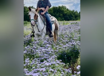 Meer ponys/kleine paarden, Merrie, 4 Jaar, 141 cm, Gevlekt-paard