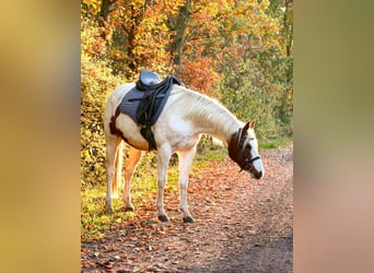 Meer ponys/kleine paarden, Merrie, 4 Jaar, 141 cm, Gevlekt-paard