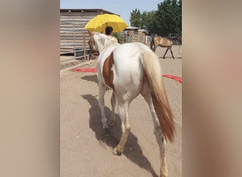 Meer ponys/kleine paarden, Merrie, 4 Jaar, 141 cm, Gevlekt-paard