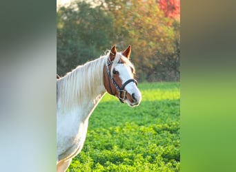 Meer ponys/kleine paarden, Merrie, 4 Jaar, 141 cm, Gevlekt-paard