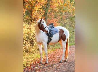 Meer ponys/kleine paarden, Merrie, 4 Jaar, 141 cm, Gevlekt-paard