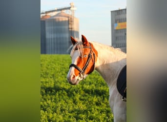 Meer ponys/kleine paarden, Merrie, 4 Jaar, 141 cm, Gevlekt-paard