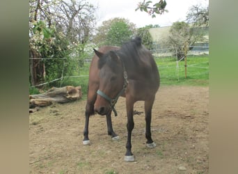 Meer ponys/kleine paarden Mix, Merrie, 4 Jaar, 144 cm, Brauner