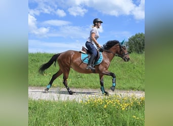 Meer ponys/kleine paarden Mix, Merrie, 4 Jaar, 145 cm, Brauner