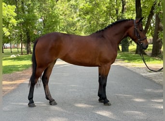 Meer ponys/kleine paarden, Merrie, 4 Jaar, 145 cm, Brauner