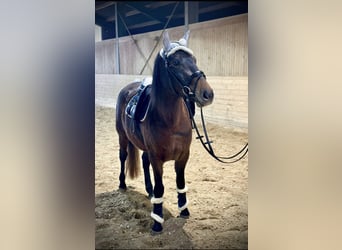 Meer ponys/kleine paarden, Merrie, 4 Jaar, 148 cm, Donkerbruin