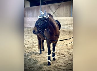 Meer ponys/kleine paarden, Merrie, 4 Jaar, 148 cm, Donkerbruin