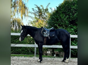 Meer ponys/kleine paarden, Merrie, 4 Jaar, 148 cm, Zwart