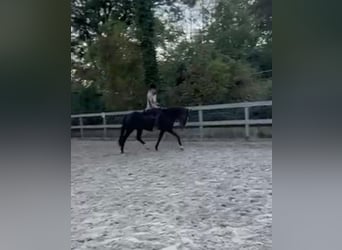 Meer ponys/kleine paarden, Merrie, 4 Jaar, 148 cm, Zwart