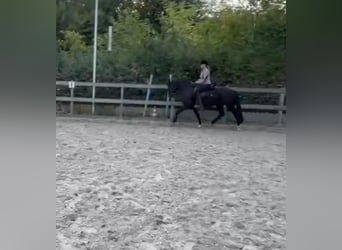 Meer ponys/kleine paarden, Merrie, 4 Jaar, 148 cm, Zwart