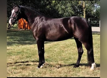 Meer ponys/kleine paarden, Merrie, 4 Jaar, 148 cm, Zwart