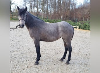 Meer ponys/kleine paarden, Merrie, 4 Jaar, 150 cm, Schimmel